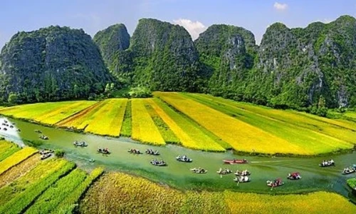Ngắm Tam Cốc mùa vàng rực rỡ đẹp như tranh