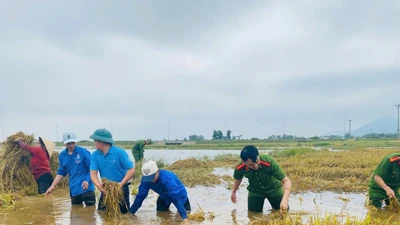 Quân đội, công an lội nước giúp dân gặt lúa, dọn nhà sau lũ