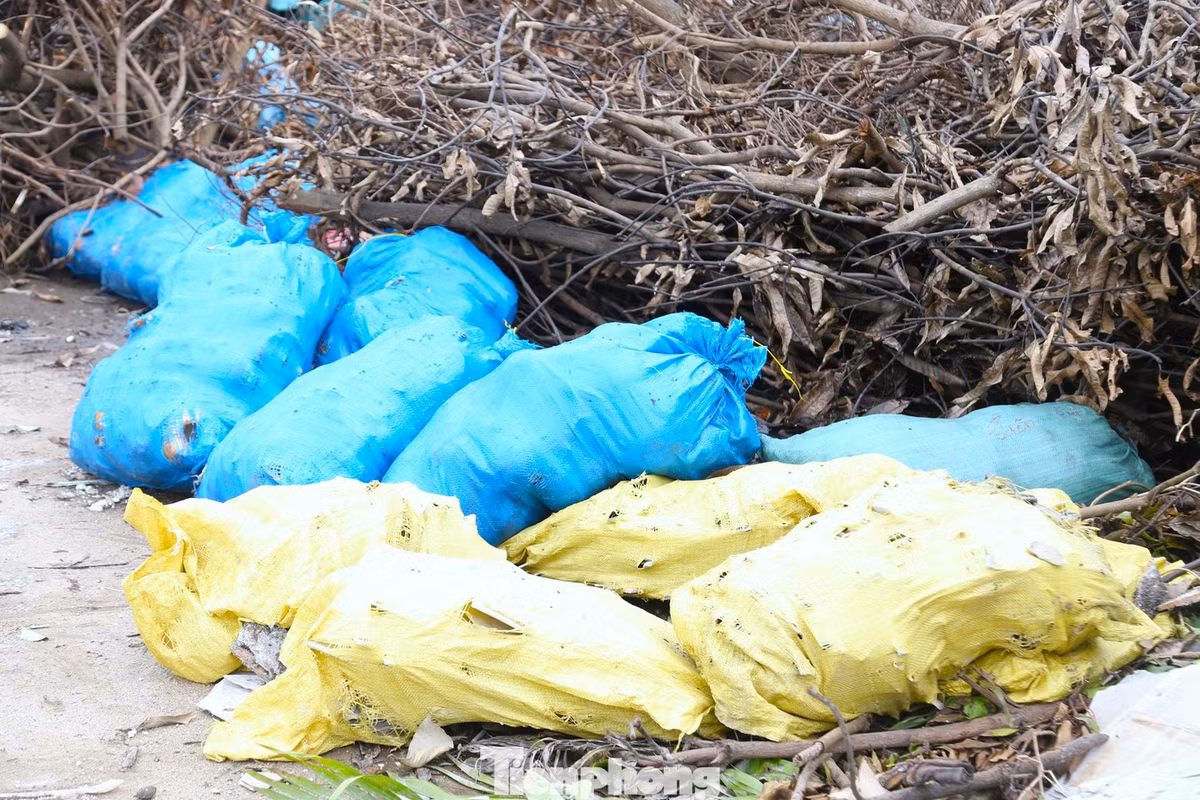 Một số điểm tập kết rác thải sinh hoạt lẫn lộn với cành cây.