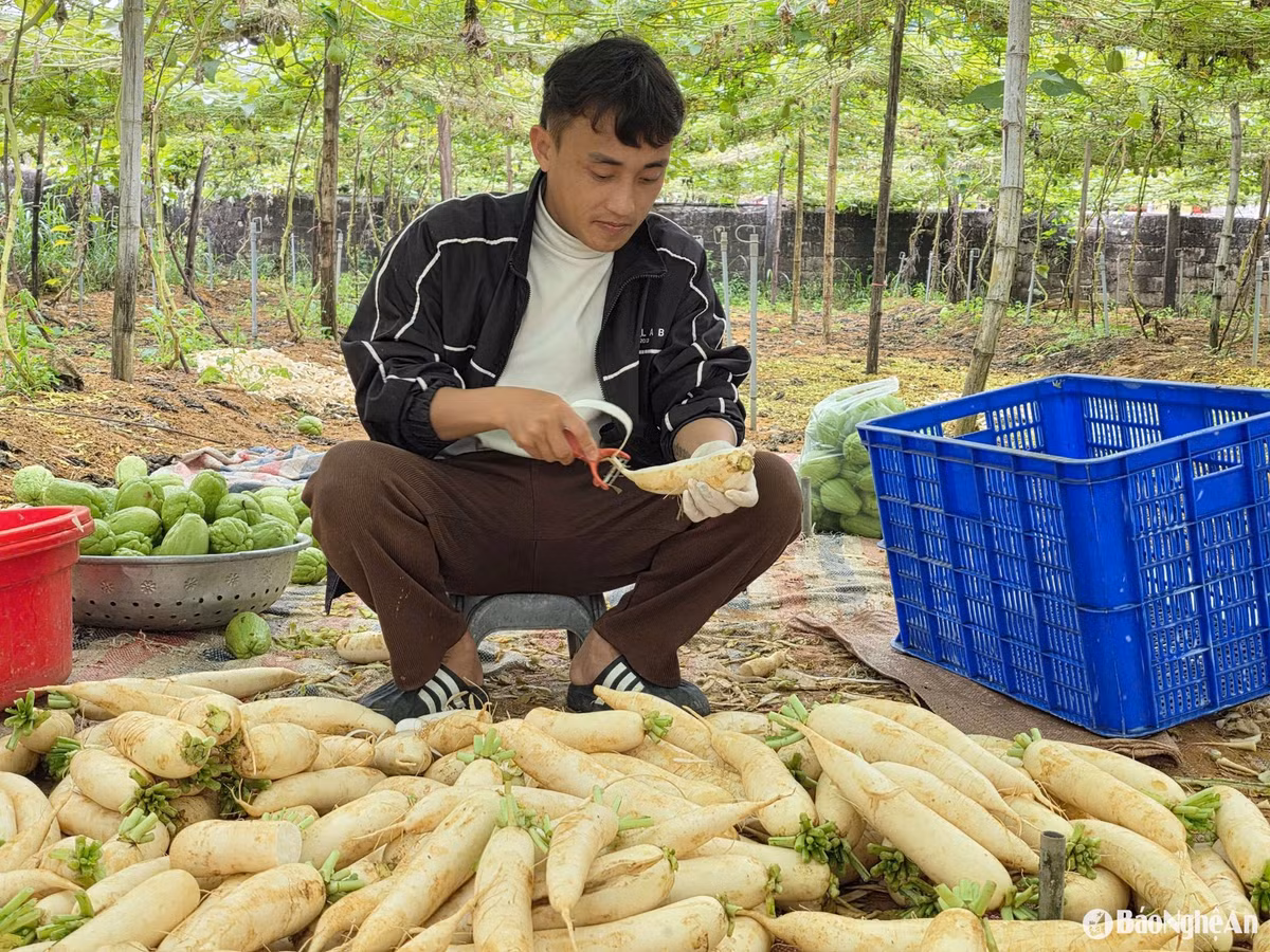 baonghean.jpg