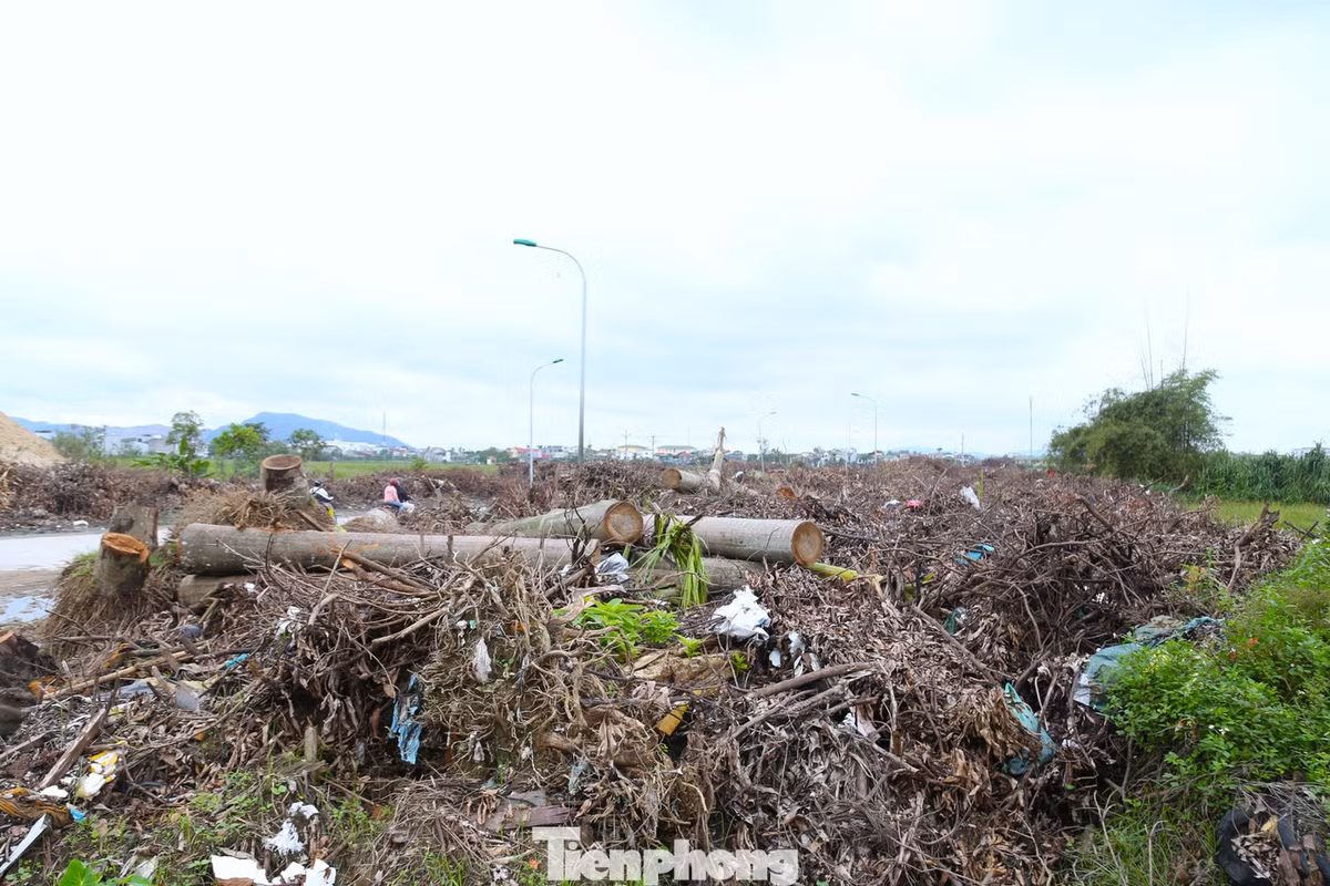 Ông Phạm Hữu Thắng, Trưởng phòng Tổ chức Hành chính, Công ty cổ phần Môi trường và Công trình đô thị Nghệ An, cho biết, hai cơn bão số 5 và số 10 đã quật gãy, đổ hàng chục nghìn cây xanh trên địa bàn 6 phường trung tâm tỉnh Nghệ An, thuộc địa bàn thành phố Vinh cũ. Trước lượng rác thải rất lớn từ cây xanh gãy, đổ do bão và yêu cầu phải thu dọn trong thời gian ngắn, công ty đã xin ý kiến cơ quan chức năng sử dụng khu đất trống hai bên đường D3 để tập kết rác thải trước khi đưa đến nơi xử lý.