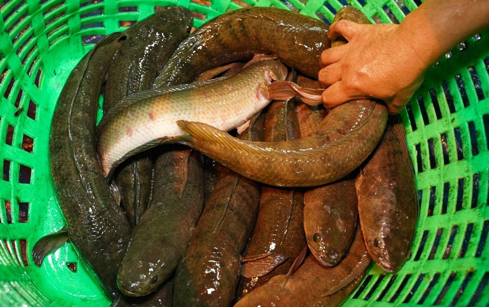 Cá lóc cung cấp vào ngày vía Thần Tài được các tiểu thương lựa chọn nhập hàng từ chợ đầu mối (chủ yếu là chợ đầu mối Bình Điền, TP.HCM). Cá tươi sống để đảm bảo chất lượng, độ ngon cả khi nướng lẫn đến tay người mua.