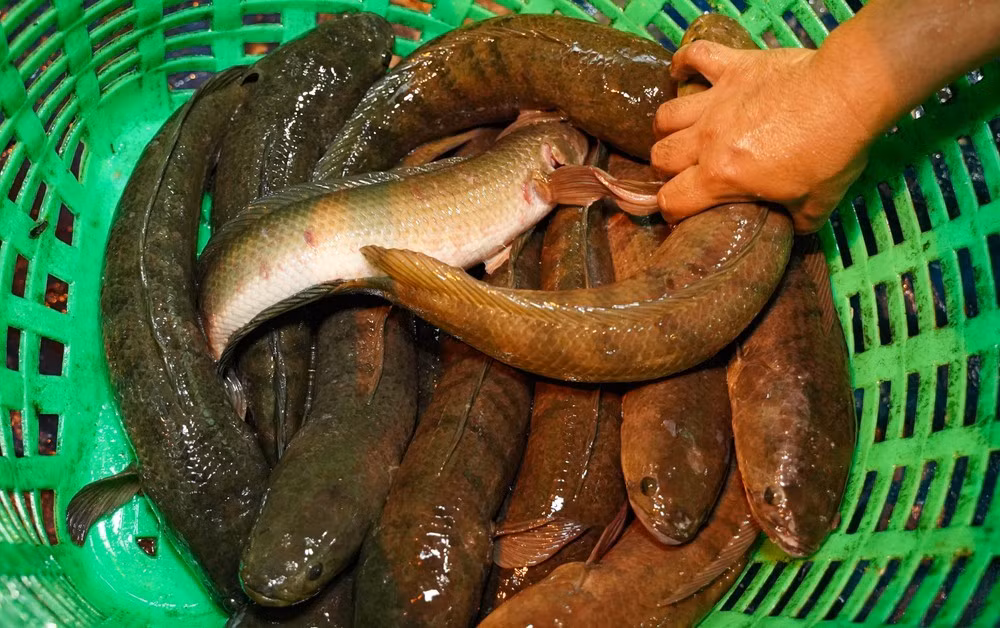 Cá lóc cung cấp vào ngày vía Thần Tài được các tiểu thương lựa chọn nhập hàng từ chợ đầu mối (chủ yếu là chợ đầu mối Bình Điền, TP.HCM). Cá tươi sống để đảm bảo chất lượng, độ ngon cả khi nướng lẫn đến tay người mua.