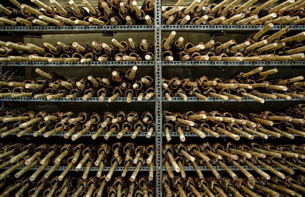 Tiệm cá nướng Trung tại số 44 đường Tân Kỳ Tân Quý chuẩn bị khoảng 1.500 con cá cho ngày vía Thần Tài.