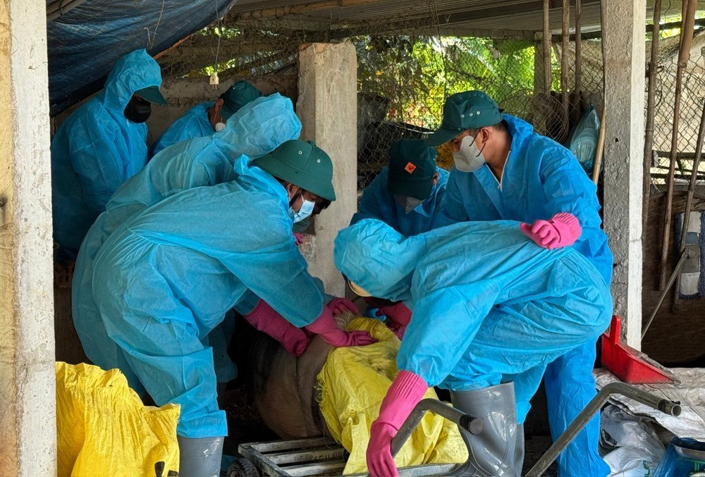 Chủ tịch UBND xã Nghĩa Hành khẳng định chi phí tiêu hủy, vận chuyển, nhân công và thuốc men đều do ngân sách xã chi trả.