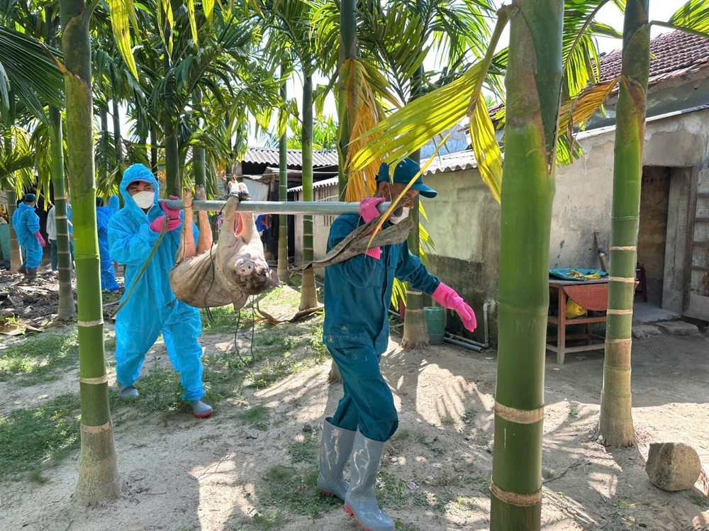Chủ tịch UBND xã Nghĩa Hành cho biết kết quả xác minh của công an cho thấy tài xế trong đội vận chuyển không có dấu hiệu lợi dụng bệnh dịch để trục lợi.