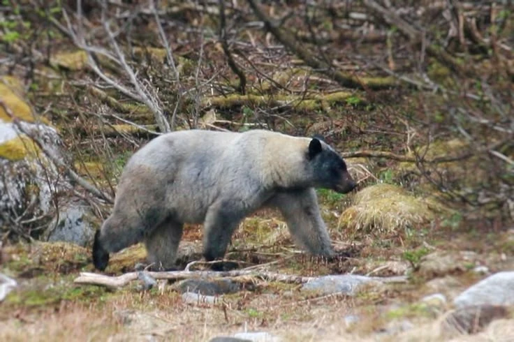 Sự thật thú vị về loài gấu có dân số 'khủng' nhất Bắc Mỹ