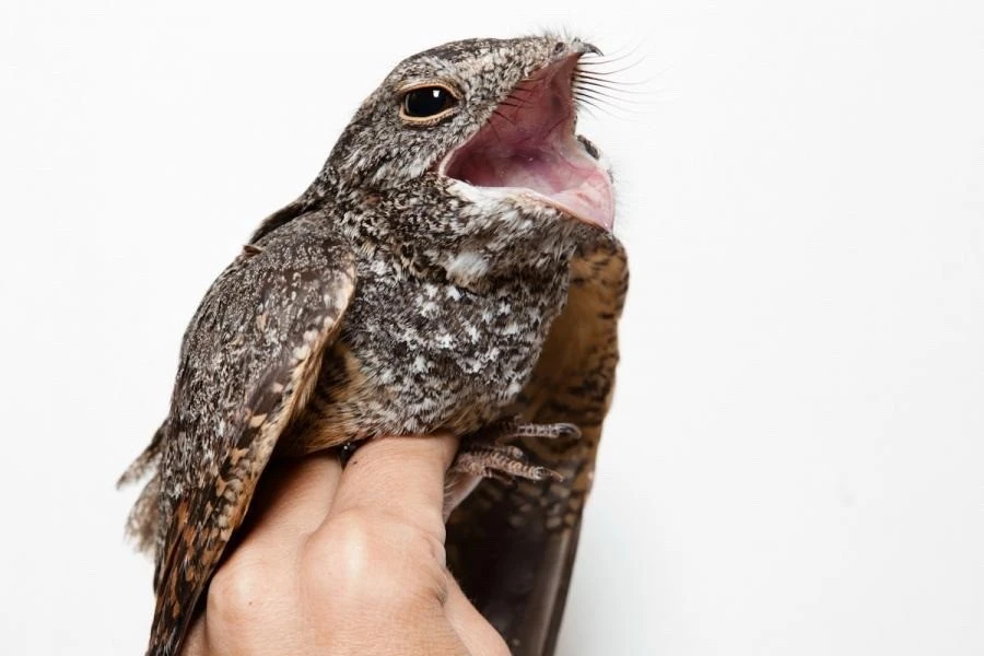 Ám ảnh loài chim 'bóng ma' bậc thầy săn mồi về đêm