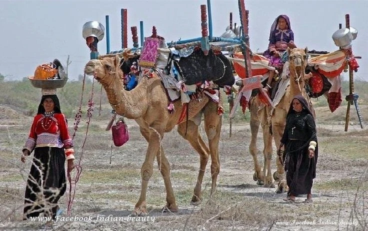 Bản sắc độc đáo của tộc người sống nhờ lạc đà ở sa mạc Ấn Độ 