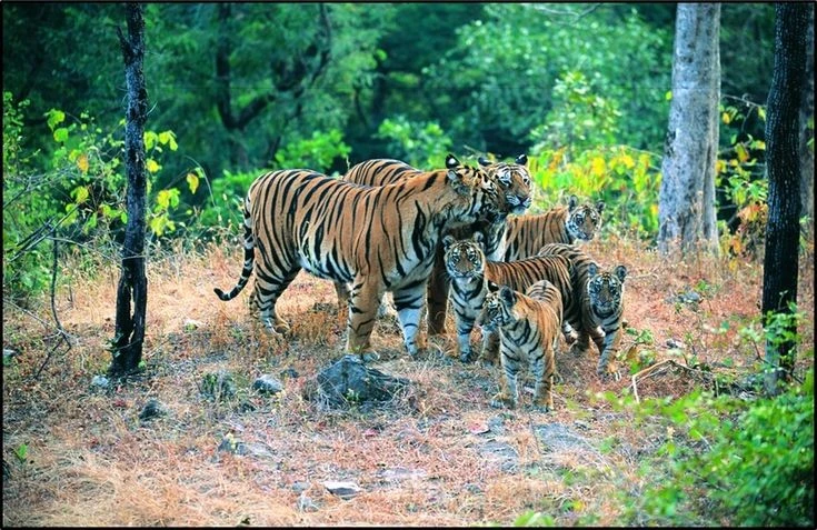 Vùng đất kỳ diệu - thiên đường của động vật quý hiếm