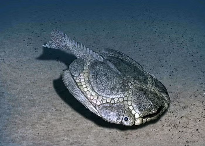 Loài cá trông như 'tấm khiên sống' tồn tại 350 triệu năm trước