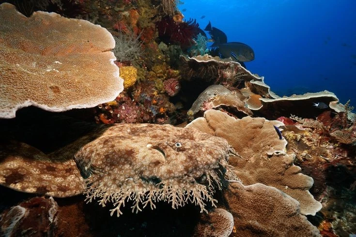 Tận mục loài cá mập dị nhất thế giới, tài ngụy trang siêu đẳng