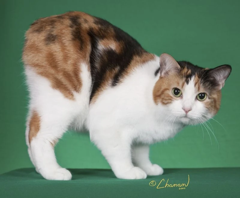 Tận mục giống mèo tròn trịa không đuôi, triệu người mê mẩn 