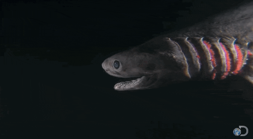 Cá mập cổ xưa không thay đổi hình dạng suốt hơn 80 triệu năm 