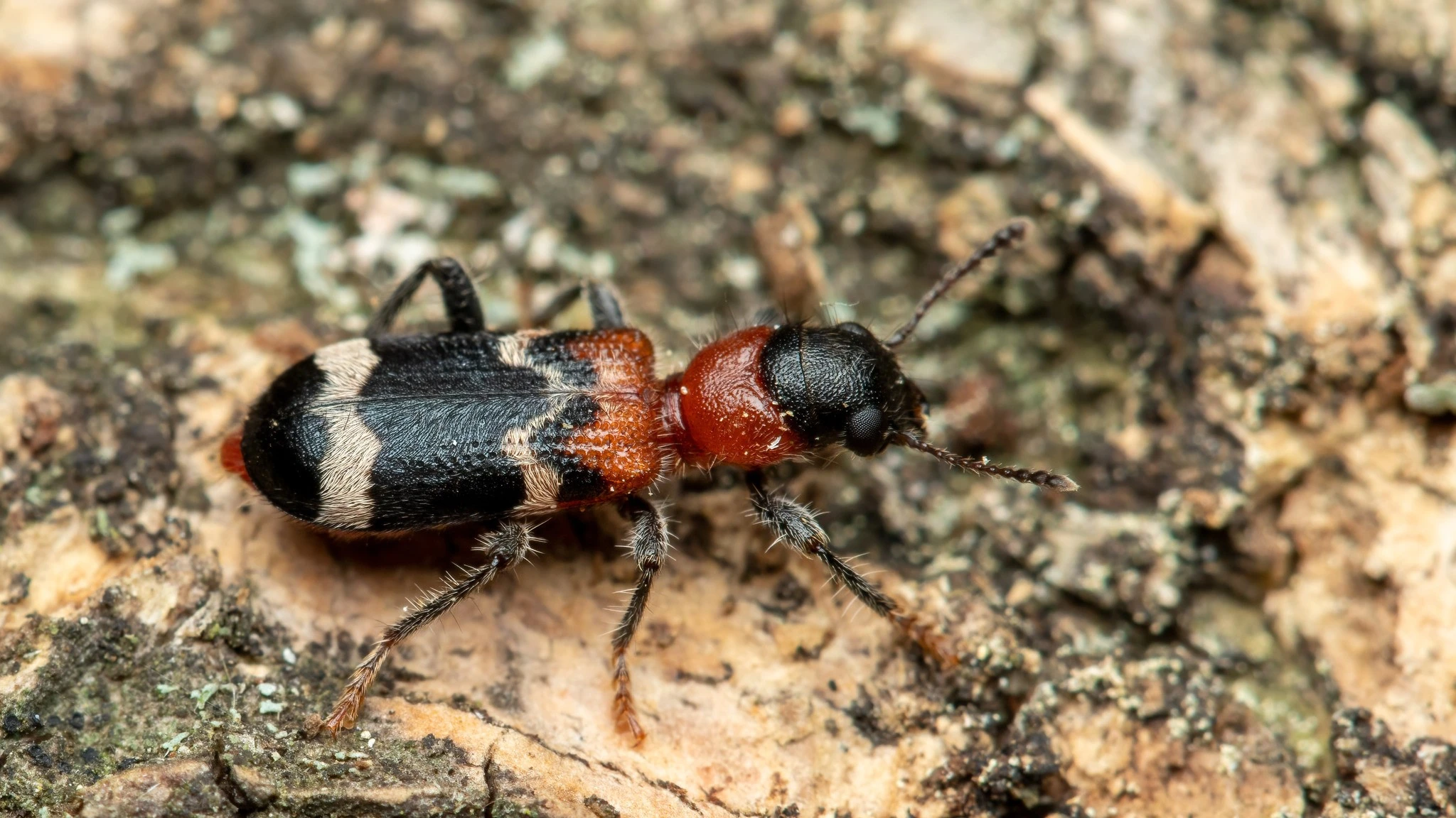 Loài bọ cánh cứng có hình dáng y hệt con kiến, săn mồi cực đỉnh 