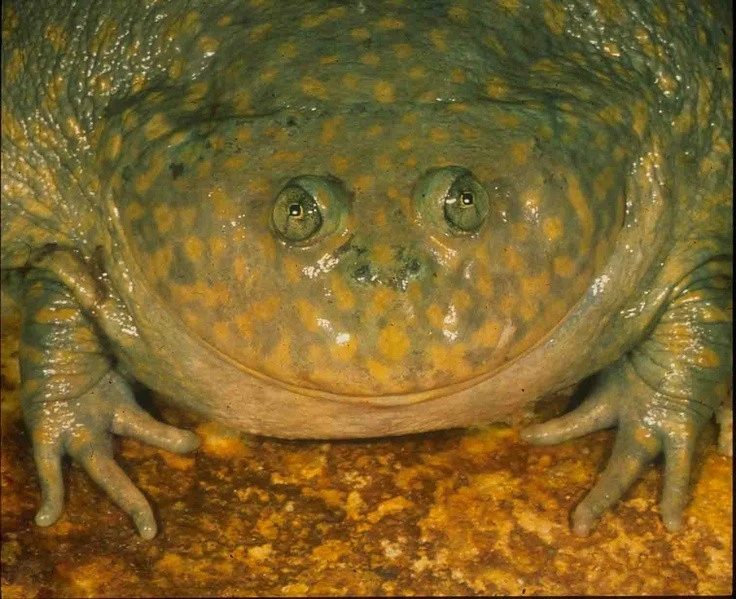 Ếch quái vật chôn mình trong kén suốt nửa năm, hồi sinh khi mưa xuống