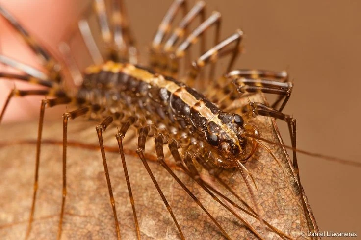 Rết nhà Địa Trung Hải chạy cực nhanh, Việt Nam có nhiều 