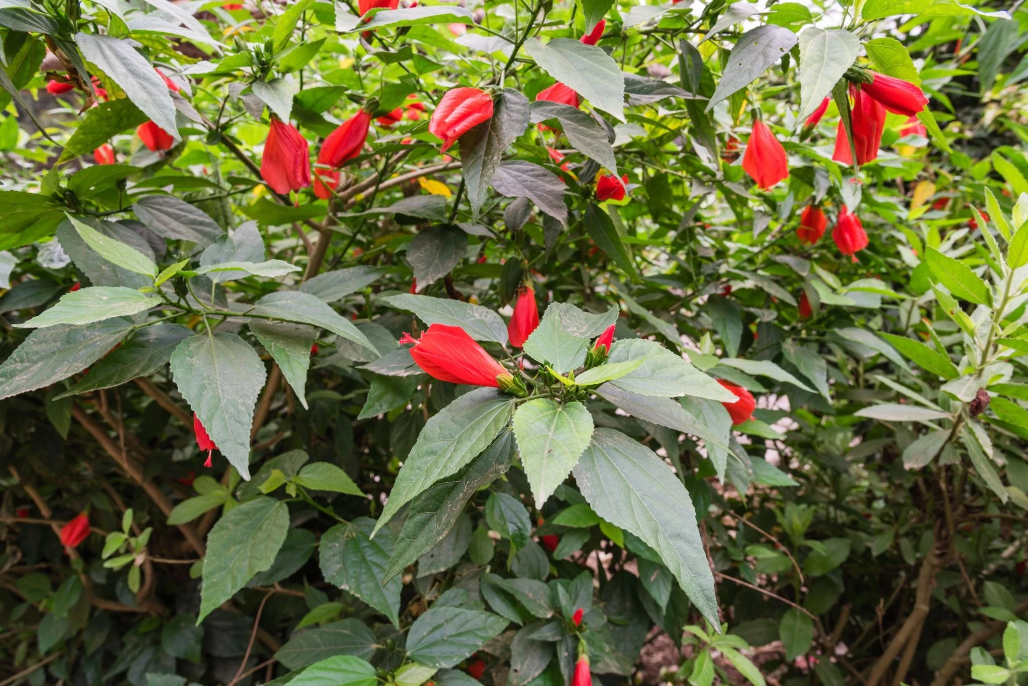 Bí mật thú vị loài hoa trồng làm hàng rào quen thuộc ở Việt Nam