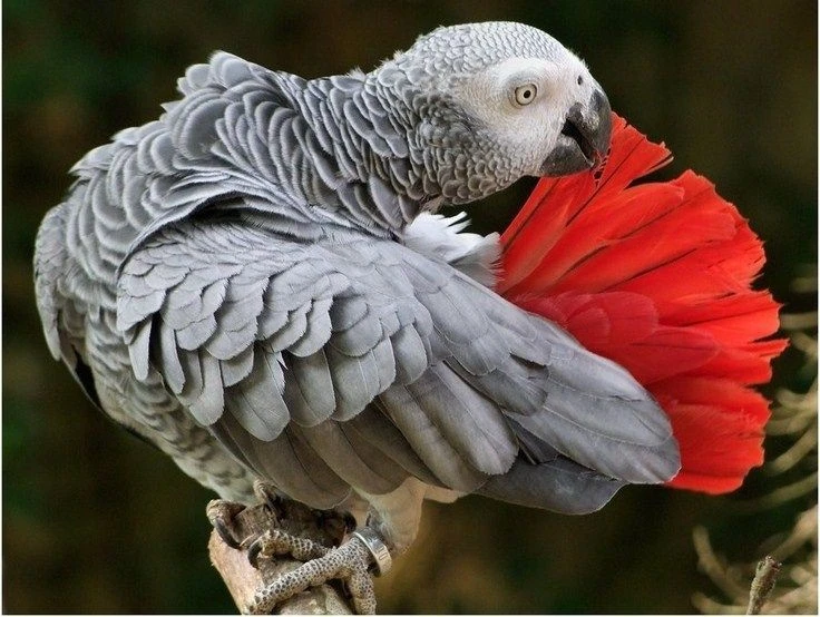 Tiết lộ sốc về loài chim thông minh nhất thế giới, nhận thức ngang trẻ 5 tuổi