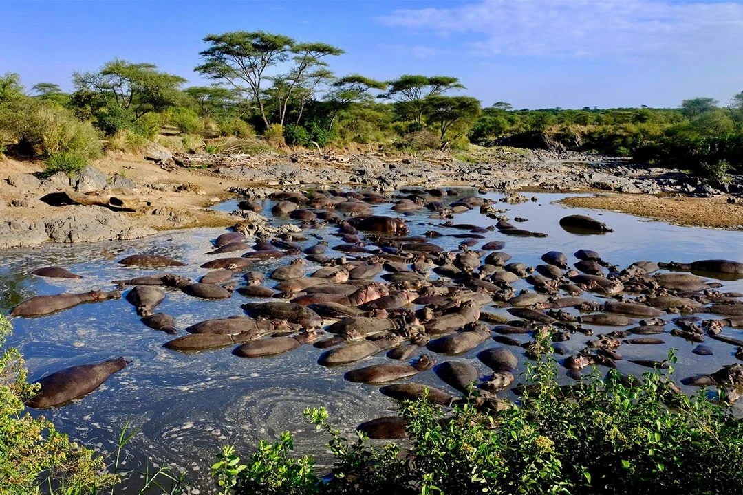 Điều kỳ diệu của khu bảo tồn thú săn nổi tiếng nhất thế giới