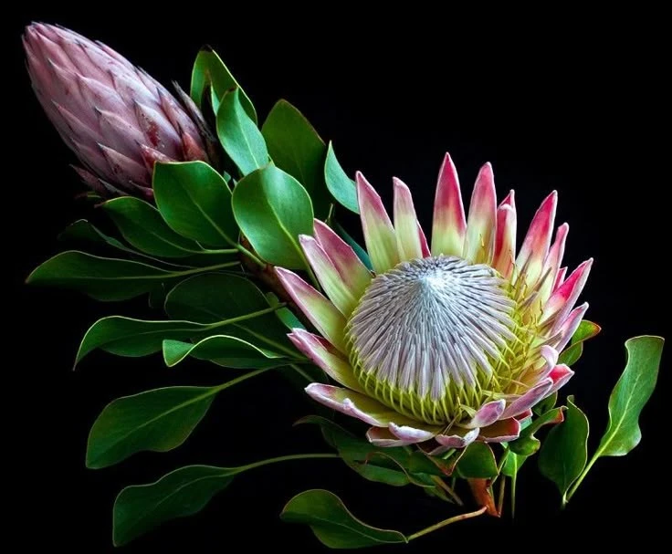 Loài hoa khổng lồ lộng lẫy như vương miện hoàng đế, là biểu tượng một nước 