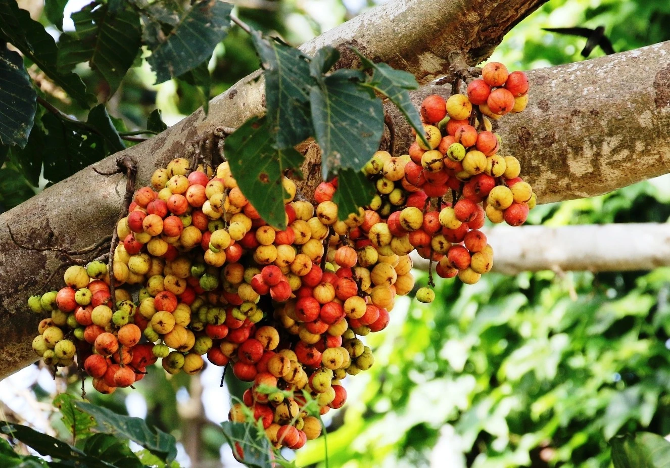 Loài cây được coi là 'kỳ quan' sinh thái, có nhiều ở làng quê Việt Nam 