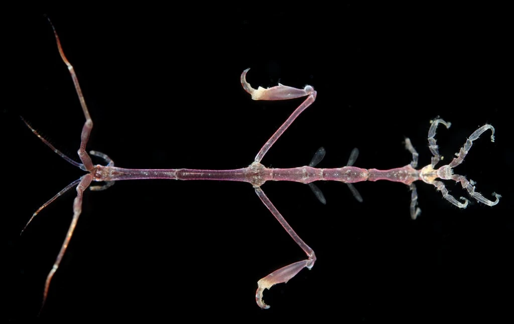 Loài vật hệt bộ xương di động có khả năng 'tàng hình' kỳ diệu 