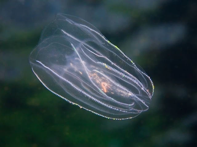 Động vật cổ xưa nhất thế giới, có khả năng tái sinh đáng kinh ngạc 