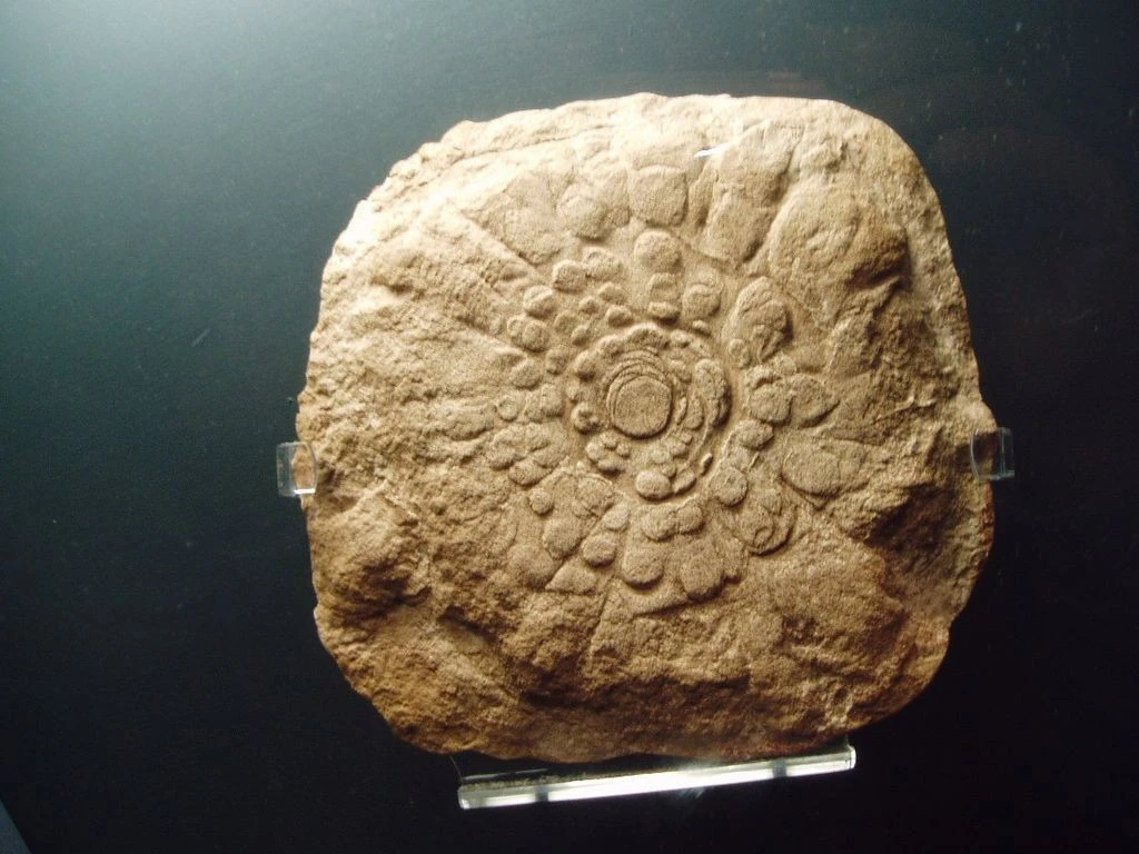 Hóa thạch hình bánh xe 540 triệu năm khiến giới khoa học tranh cãi 