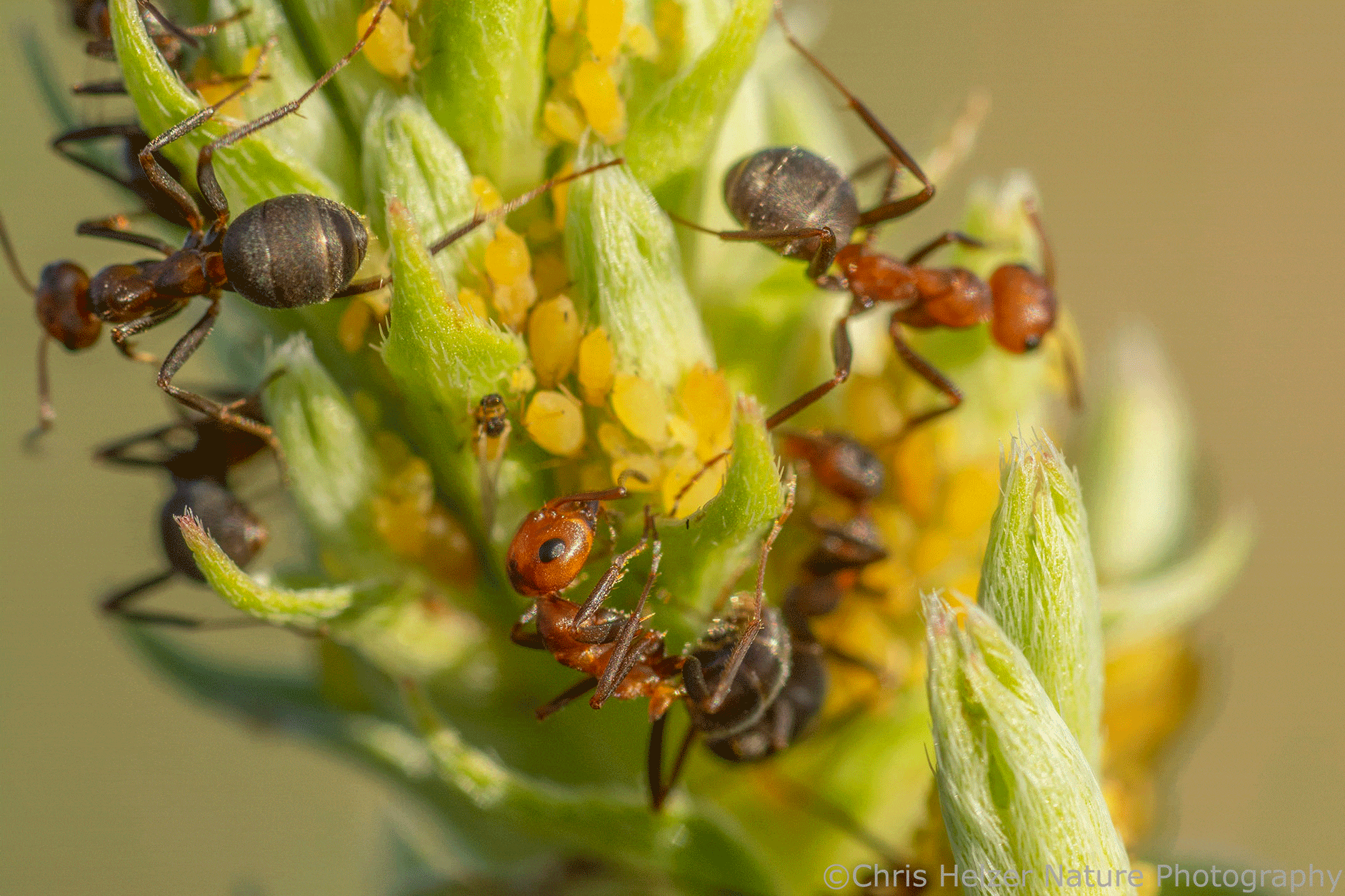  Không phải loài kiến nào cũng nuôi rệp. Chỉ một số loài kiến nhất định phát triển mối quan hệ chăn nuôi này, cho thấy đây là chiến lược tiến hóa đặc thù chứ không phổ biến trong toàn bộ họ kiến. Ảnh: prairieecologist.com.