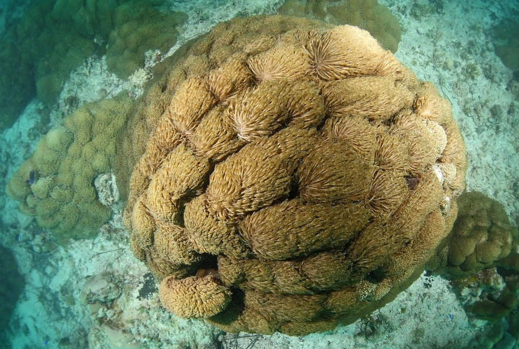 Chiêm ngưỡng sinh vật kỳ diệu được ví như 'rừng mưa nhiệt đới dưới nước'