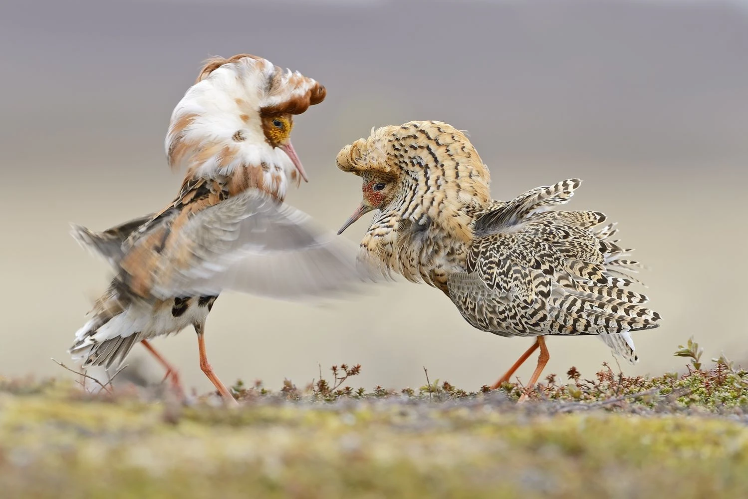Loài chim hiếu chiến có tập tính sinh sản kỳ lạ nhất thế giới 