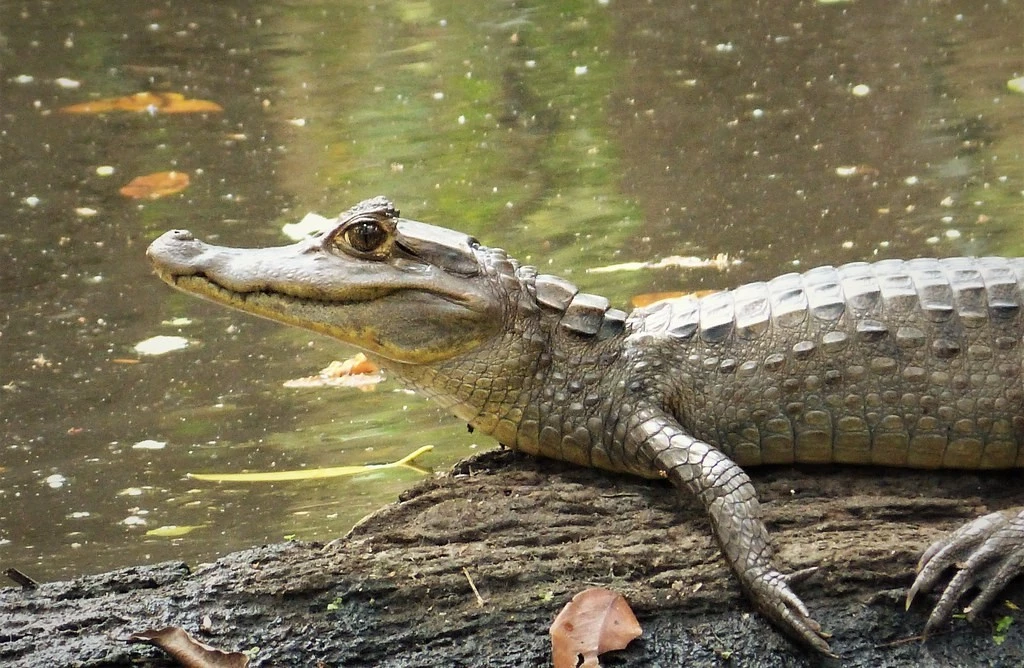 Tận mục loài cá sấu có sừng bí ẩn của rừng rậm Amazon 