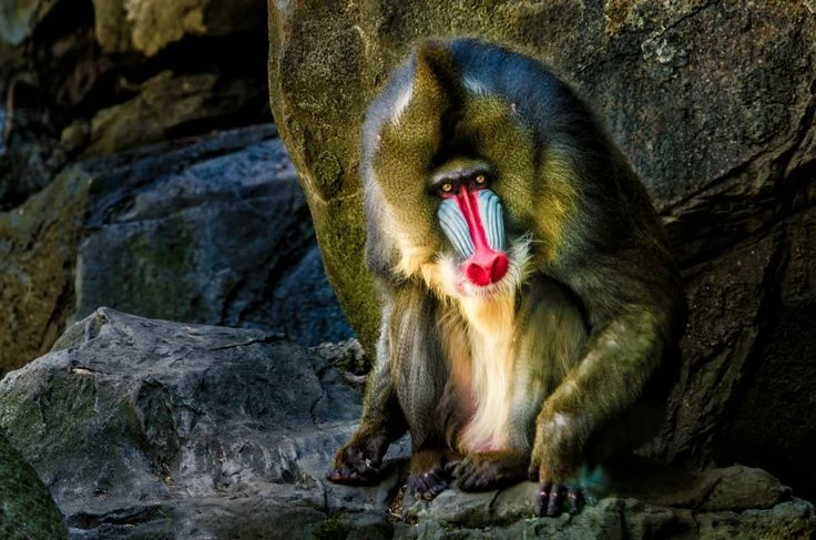 Sửng sốt loài khỉ có khuôn mặt sặc sỡ bậc nhất thế giới