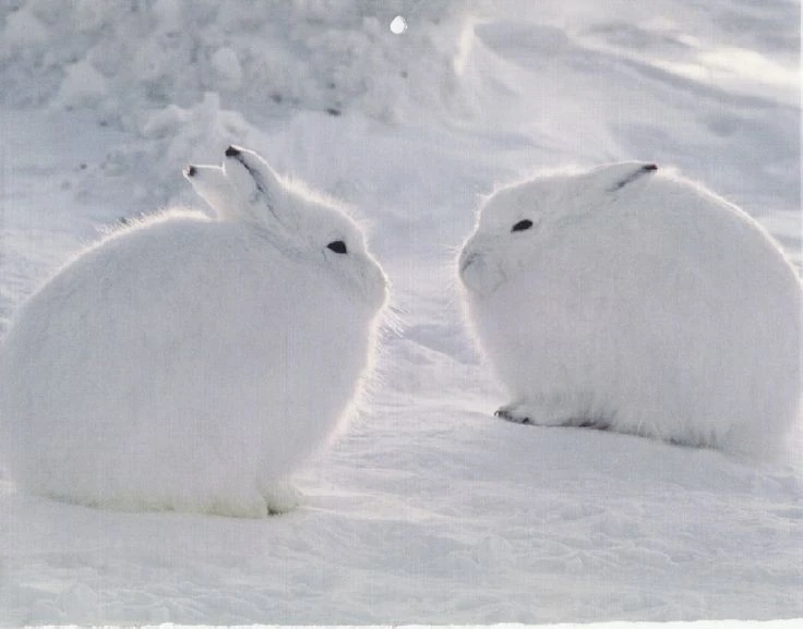 Cận cảnh loài thỏ tai ngắn chân to sống nơi khắc nghiệt nhất thế giới 