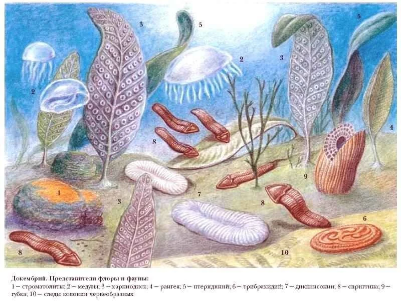 Sinh vật 'không thuộc về thế giới này' khiến khoa học bối rối xuyên thế kỷ 