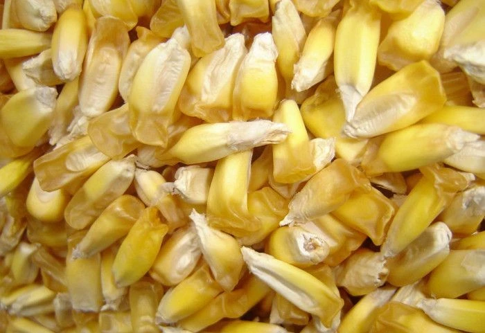 Tiết lộ đáng kinh ngạc về nguồn gốc 9.000 năm của cây ngô