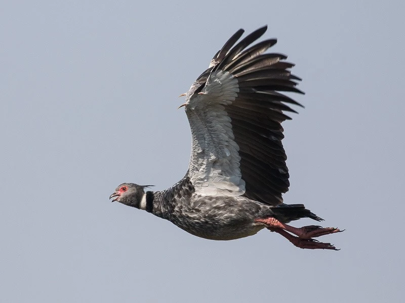 Quái điểu có gai nhọn ở cánh, đánh nhau thiện nghệ