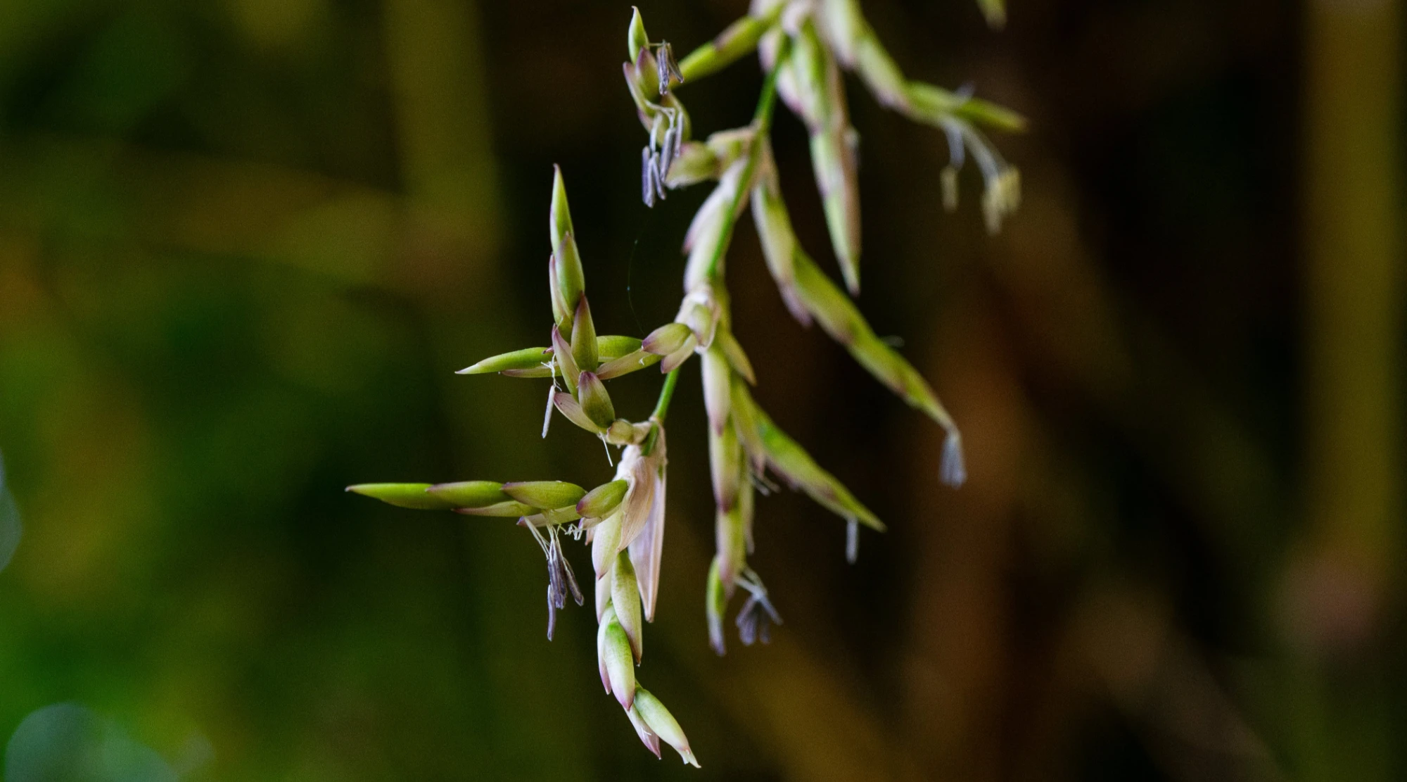 Tre ra hoa có phải điềm báo? Bao nhiêu năm mới nở một lần?