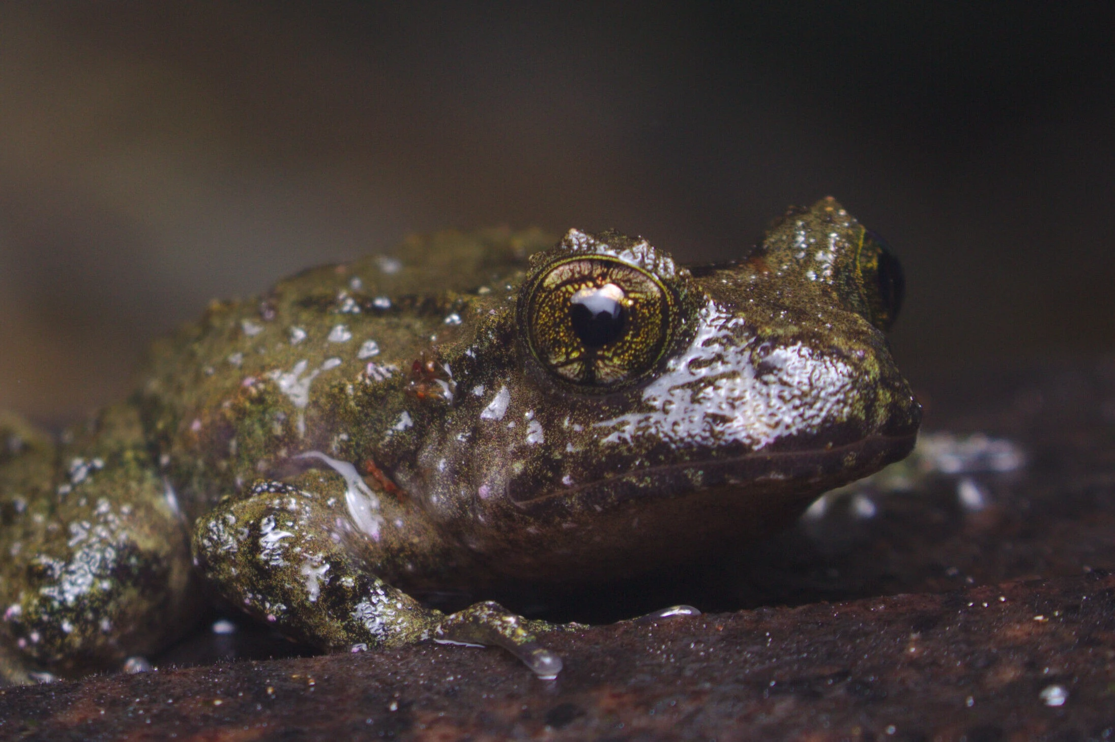 Đặc điểm cổ xưa kỳ dị của loài ếch nguyên thủy chỉ có ở New Zealand