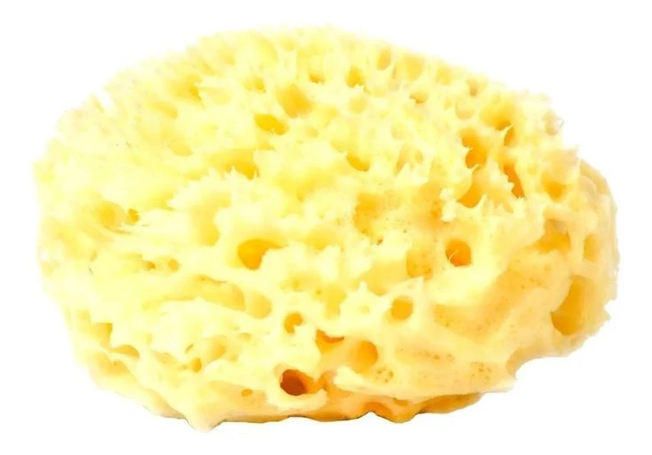 Nguồn gốc khó tin của 'miếng bọt biển' con người dùng để tắm nhiều thế kỷ 