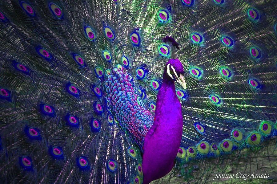 Sự thật khó tin về loài chim đẹp nhất hành tinh, Việt Nam cũng có 