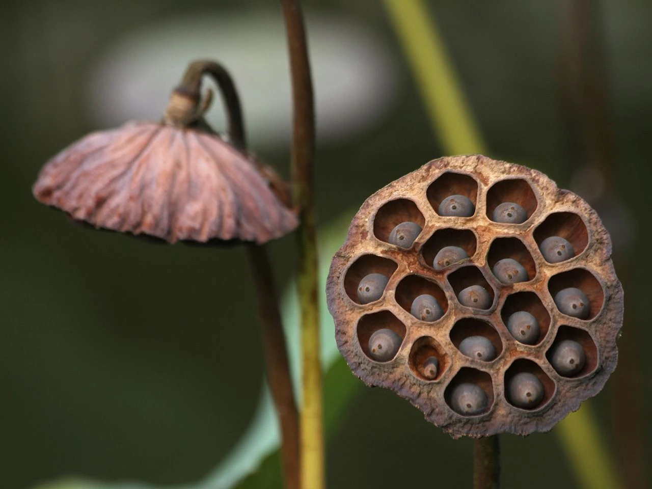 Sự thật gây sốc về hoa sen, 'ngủ' hơn 1.000 năm vẫn sống lại