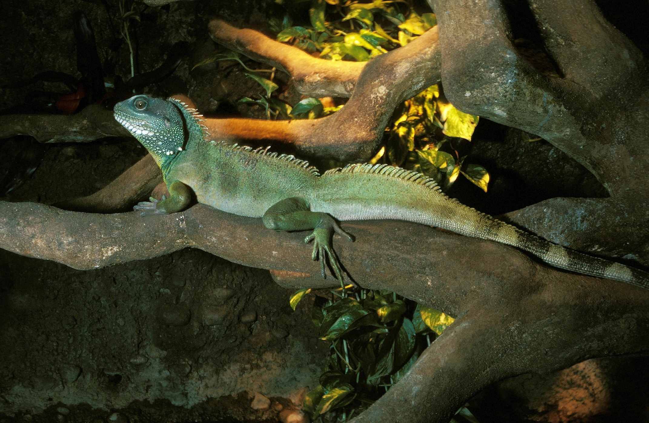 Điều bất ngờ về loài rồng đất có nhiều ở Việt Nam 