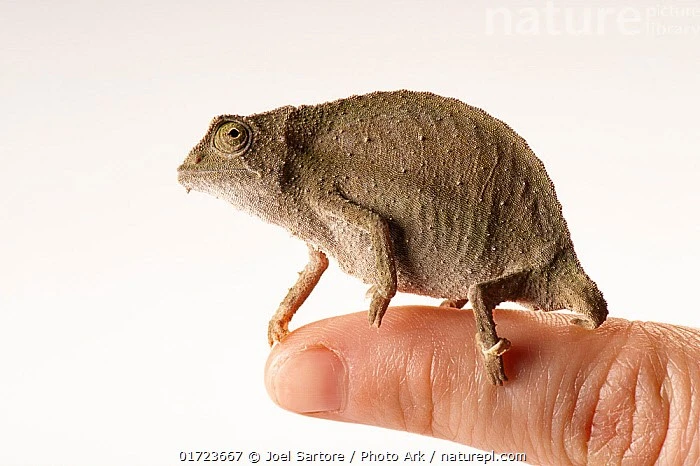 Bí ẩn loài tắc kè tí hon có 'râu', đuôi ngắn dị thường