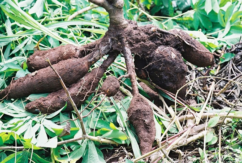 Độc tố nguy hiểm của loài cây nuôi sống triệu người, Việt Nam trồng nhiều 