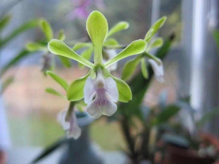 Hoa lan quyến rũ nhất thế giới, người Việt ráo riết săn lùng