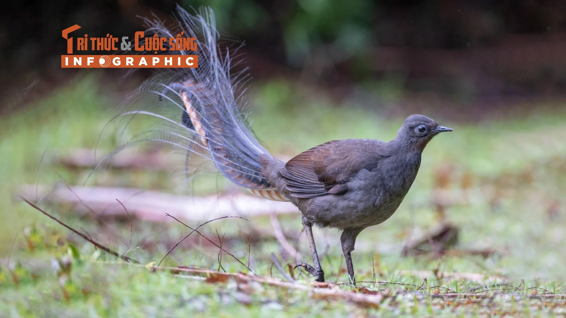 [INFOGRAPHIC]: Loài chim có kỹ năng nhại tiếng điêu luyện nhất thế giới 