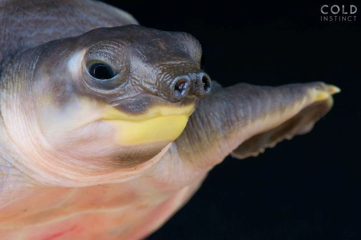 Rùa nước ngọt kỳ dị nhất hành tinh, mũi y hệt lợn