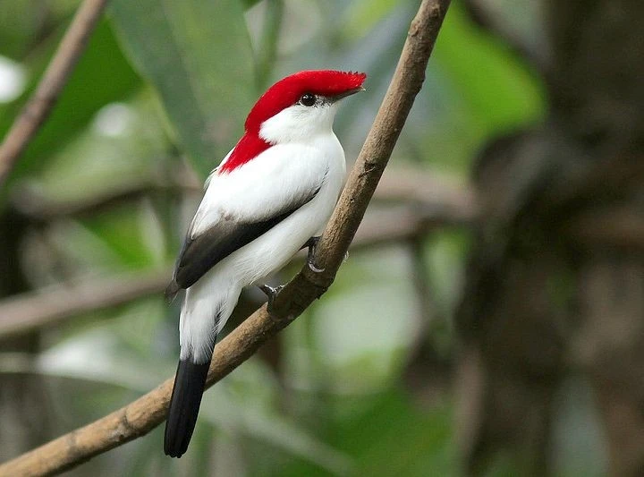 Chim di có bộ lông đặc biệt trước bờ vực tuyệt chủng 